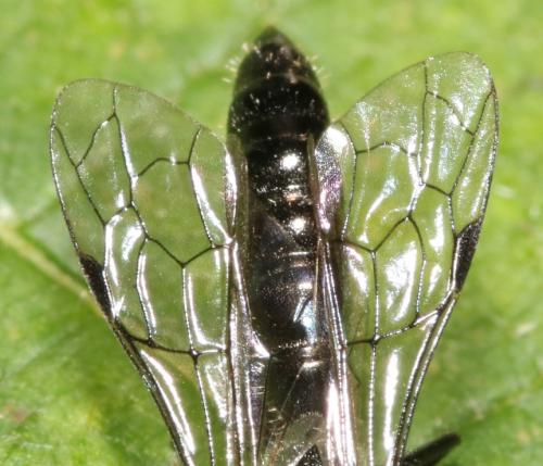 Réf. 334 722 : Methocha articulata